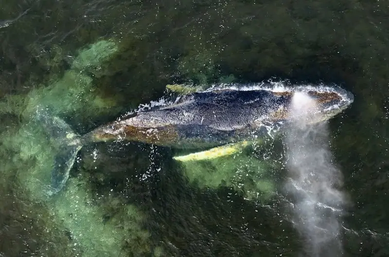 Resgate de baleia-jubarte encalhada tem financiamento