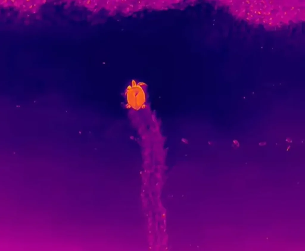 Sensor térmico e IA registram desova de tartaruga em 2026