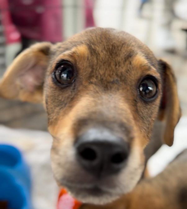 Castramóvel do Paraíba Pet fará 120 castrações em Gramame