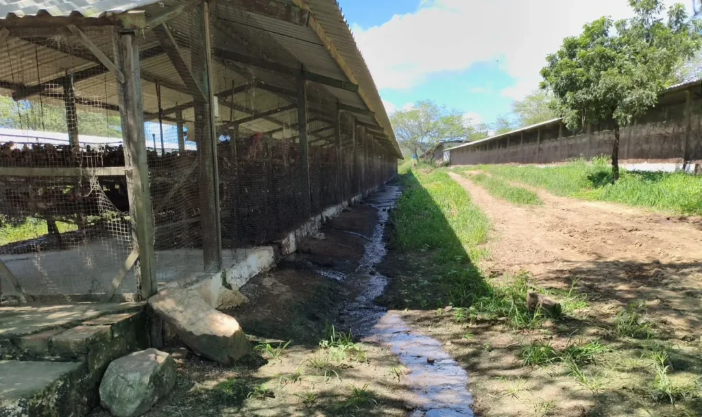 Dona de granja presa por poluição em Campina Grande