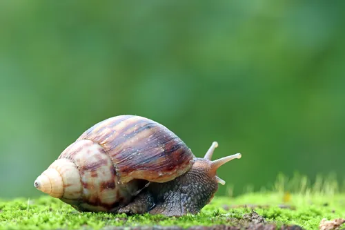 Caracol-gigante-africano: riscos e recomendações no Brasil