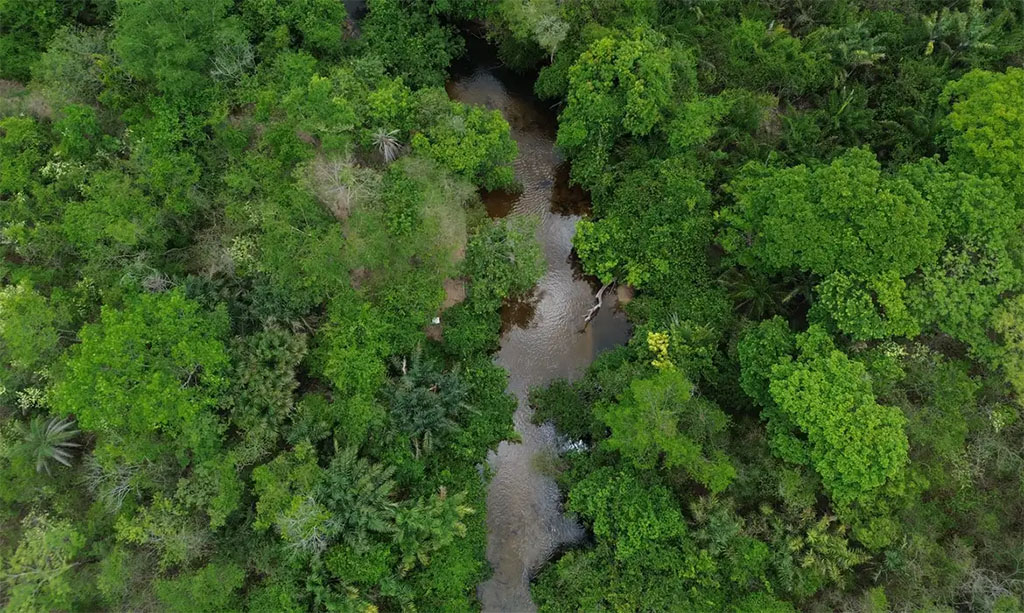 Imazon: 588 áreas protegidas da Amazônia sem desmatamento