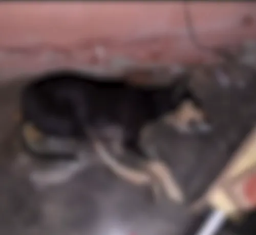 Teixeira: mais de 200 animais mortos por envenenamento