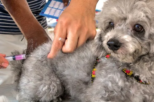 Dia D: Paraíba vacina mais de 800 mil cães e gatos